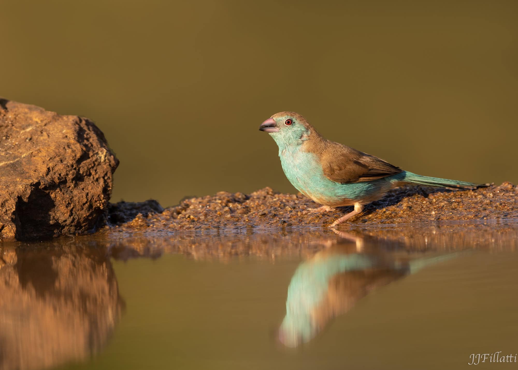 wildlife of Zimanga image 40